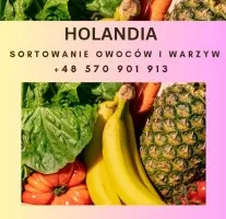 Holandia- praca przy kwiatach/sortowaniu owoców